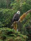 USA, Alaska. Bald eagle in rainforest near Wrangell. Art Print
